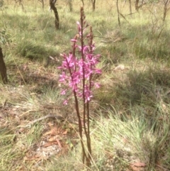 Dipodium punctatum (Blotched Hyacinth Orchid) at The Angle, NSW - 7 Jan 2017 by TCecodiversity