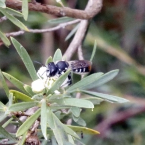 Megachile ferox at O'Connor, ACT - 29 Dec 2016