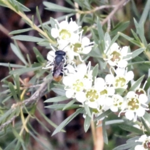 Megachile ferox at O'Connor, ACT - 29 Dec 2016 03:04 PM