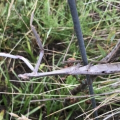 Archimantis sp. (genus) at Bungendore, NSW - 7 Jan 2017