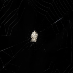 Araneinae (subfamily) (Orb weaver) at Fadden, ACT - 20 Oct 2016 by ArcherCallaway