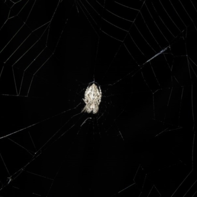 Araneinae (subfamily) (Orb weaver) at Fadden, ACT - 20 Oct 2016 by RyuCallaway