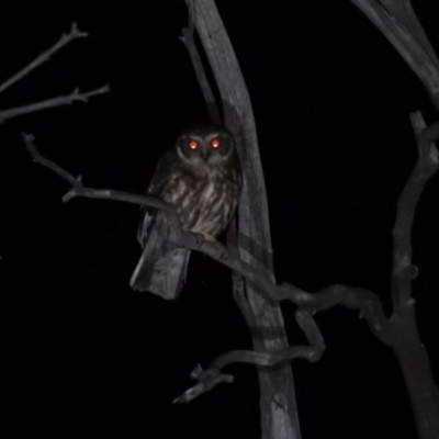 Ninox boobook (Southern Boobook) at Fadden, ACT - 20 Oct 2016 by ArcherCallaway