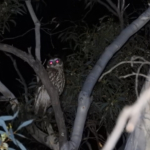 Ninox boobook at Fadden, ACT - 20 Oct 2016 11:22 PM