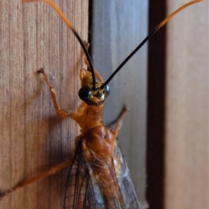 Nymphes myrmeleonoides at Cook, ACT - 7 Jan 2017