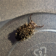 Nymphes myrmeleonoides at Cook, ACT - 6 May 2014