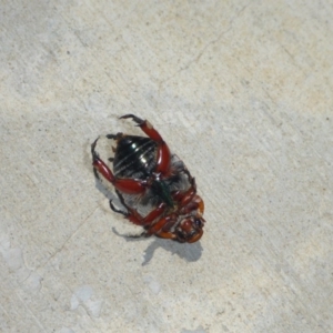 Anoplognathus montanus at Molonglo River Reserve - 6 Jan 2017