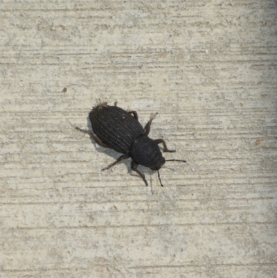 Amycterus abnormis (Ground weevil) at Molonglo, ACT - 6 Jan 2017 by JanetRussell