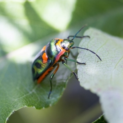 Scutiphora pedicellata (Metallic Jewel Bug) at Higgins, ACT - 2 Jan 2017 by AlisonMilton