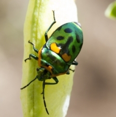 Scutiphora pedicellata at Higgins, ACT - 2 Jan 2017 10:26 AM