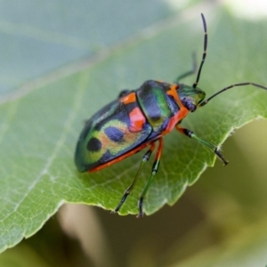 Scutiphora pedicellata at Higgins, ACT - 2 Jan 2017 10:26 AM