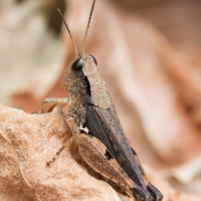Phaulacridium vittatum (Wingless Grasshopper) at Higgins, ACT - 1 Jan 2017 by Alison Milton
