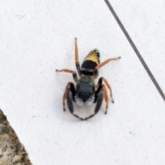 Apricia jovialis (Jovial jumping spider) at Higgins, ACT - 1 Jan 2017 by Alison Milton