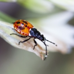 Dindymus versicolor (Harlequin Bug) at Higgins, ACT - 1 Jan 2017 by AlisonMilton