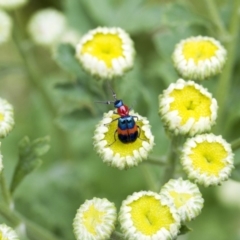 Dicranolaius bellulus (Red and Blue Pollen Beetle) at Higgins, ACT - 1 Jan 2017 by AlisonMilton