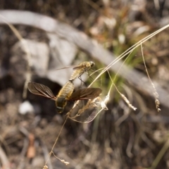 Comptosia sp. (genus) (Unidentified Comptosia bee fly) at ANBG South Annex - 3 Jan 2017 by Alison Milton