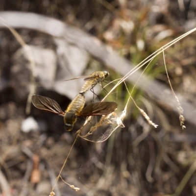 Comptosia sp. (genus) (Unidentified Comptosia bee fly) at Acton, ACT - 3 Jan 2017 by Alison Milton