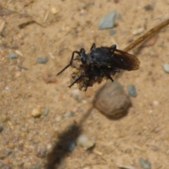 Apothechyla sp. (genus) (Robber fly) at Molonglo Valley, ACT - 6 Jan 2017 by JanetRussell