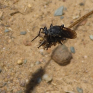 Apothechyla sp. (genus) at Molonglo Valley, ACT - 6 Jan 2017 11:49 AM