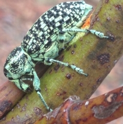 Chrysolopus spectabilis at Burra, NSW - 8 Jan 2017 09:11 AM