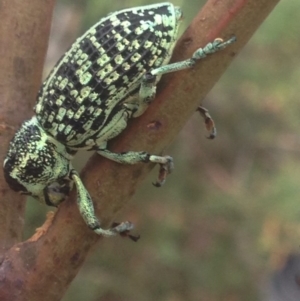 Chrysolopus spectabilis at Burra, NSW - 8 Jan 2017 09:11 AM