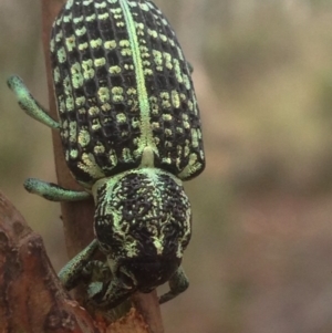 Chrysolopus spectabilis at Burra, NSW - 8 Jan 2017 09:11 AM