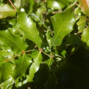 Berberis aquifolium at Stromlo, ACT - 7 Jan 2017