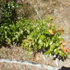 Berberis aquifolium at Stromlo, ACT - 7 Jan 2017