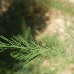 Asparagus officinalis at Coree, ACT - 7 Jan 2017 12:48 PM