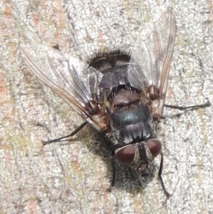 Rutilia (Donovanius) sp. (genus & subgenus) at Conder, ACT - 8 Dec 2016 06:43 PM