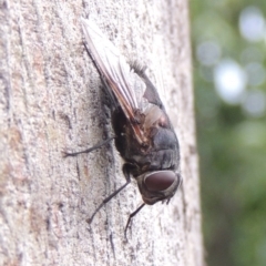 Rutilia (Donovanius) sp. (genus & subgenus) at Conder, ACT - 8 Dec 2016 06:43 PM