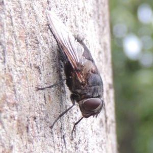 Rutilia (Donovanius) sp. (genus & subgenus) at Conder, ACT - 8 Dec 2016 06:43 PM