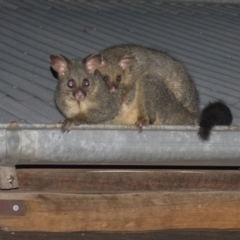 Trichosurus vulpecula (Common Brushtail Possum) at Gungahlin, ACT - 7 Jan 2017 by CedricBear