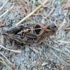 Perunga ochracea at Forde, ACT - 7 Jan 2017 08:25 PM