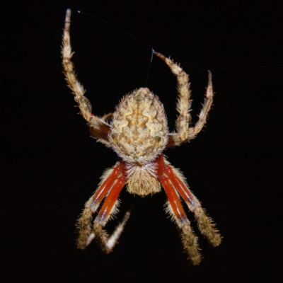 Hortophora transmarina (Garden Orb Weaver) at Mulligans Flat - 7 Jan 2017 by CedricBear