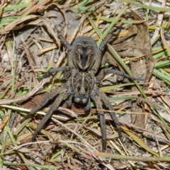 Tasmanicosa sp. (genus) (Unidentified Tasmanicosa wolf spider) at Mulligans Flat - 7 Jan 2017 by CedricBear