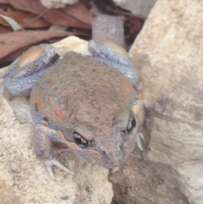 Limnodynastes dumerilii (Eastern Banjo Frog) at Burra, NSW - 8 Jan 2017 by Safarigirl