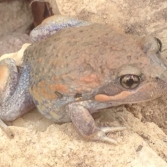 Limnodynastes dumerilii at Burra, NSW - 8 Jan 2017 04:04 PM