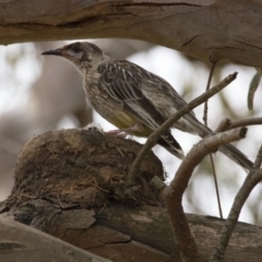 Anthochaera carunculata (Red Wattlebird) at Scullin, ACT - 8 Jan 2017 by AlisonMilton