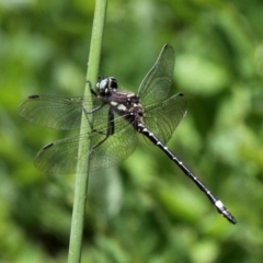 Eusynthemis brevistyla (Small Tigertail) at Cotter River, ACT - 2 Jan 2017 by HarveyPerkins