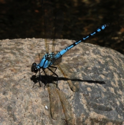 Diphlebia nymphoides (Arrowhead Rockmaster) at Lower Cotter Catchment - 2 Jan 2017 by HarveyPerkins