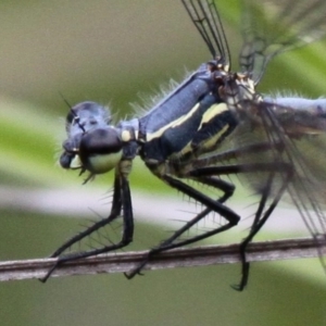 Griseargiolestes intermedius at Cotter River, ACT - 2 Jan 2017