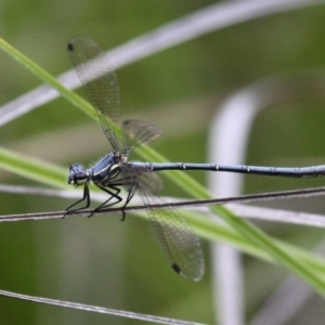 Griseargiolestes intermedius at Cotter River, ACT - 2 Jan 2017