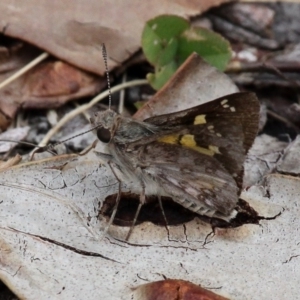 Trapezites phigalioides at Cotter River, ACT - 7 Jan 2017