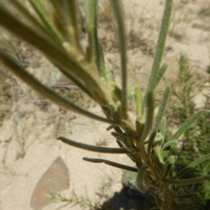 Bertya rosmarinifolia at Stromlo, ACT - 7 Jan 2017