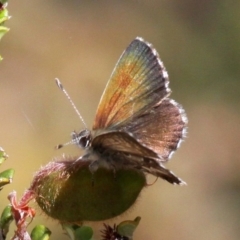 Neolucia agricola (Fringed Heath-blue) at Cotter River, ACT - 7 Jan 2017 by HarveyPerkins