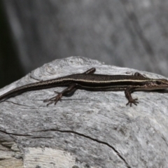 Pseudemoia spenceri (Spencer's Skink) at Cotter River, ACT - 7 Jan 2017 by HarveyPerkins