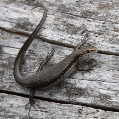 Pseudemoia entrecasteauxii (Woodland Tussock-skink) at Cotter River, ACT - 7 Jan 2017 by HarveyPerkins