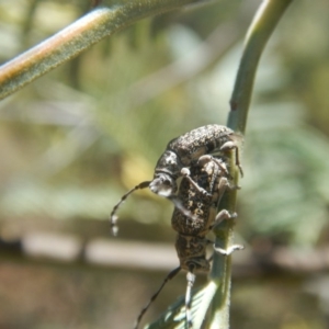 Ancita sp. (genus) at Stromlo, ACT - 7 Jan 2017