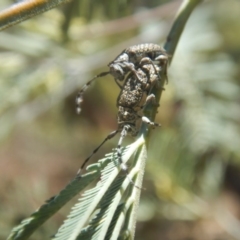 Ancita sp. (genus) at Stromlo, ACT - 7 Jan 2017 12:51 PM